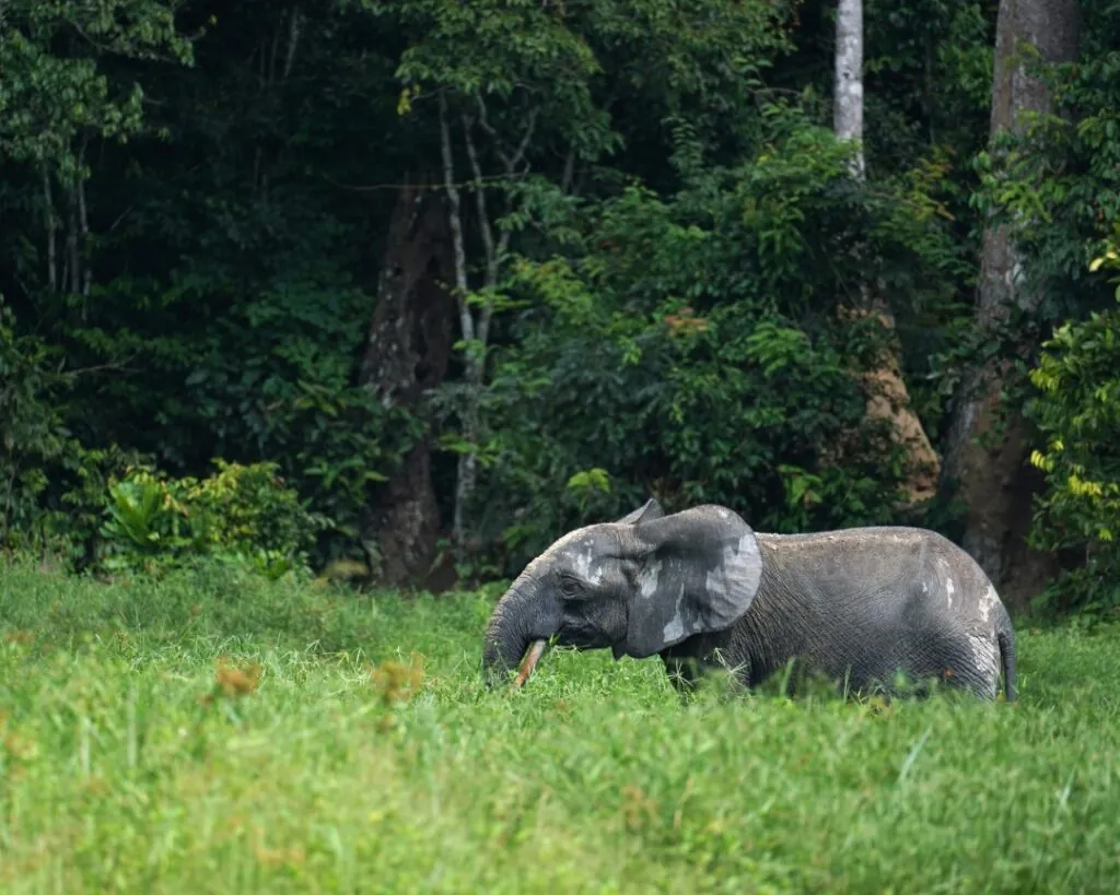 Croisière au Congo : explorer un des derniers mondes sauvages