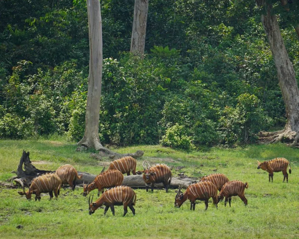 Croisière au Congo : explorer un des derniers mondes sauvages