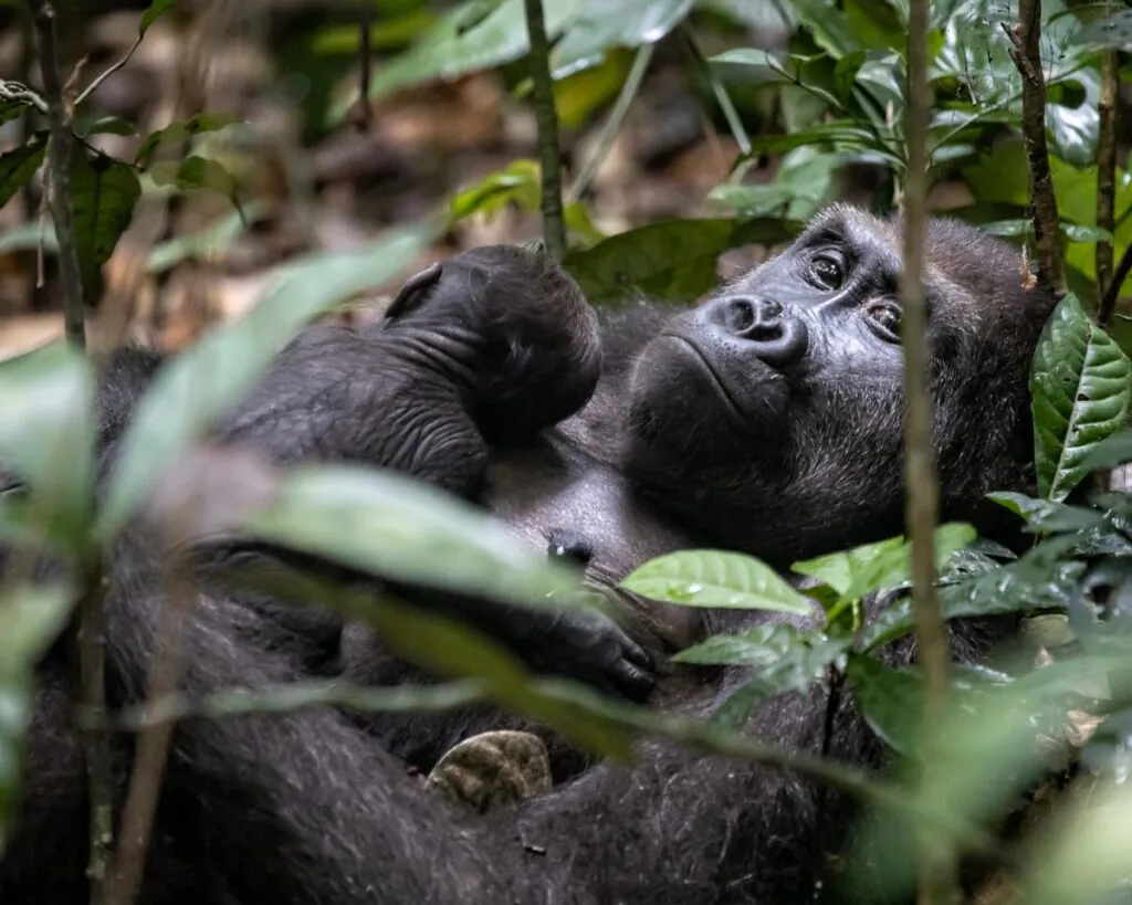 Croisière au Congo : explorer un des derniers mondes sauvages