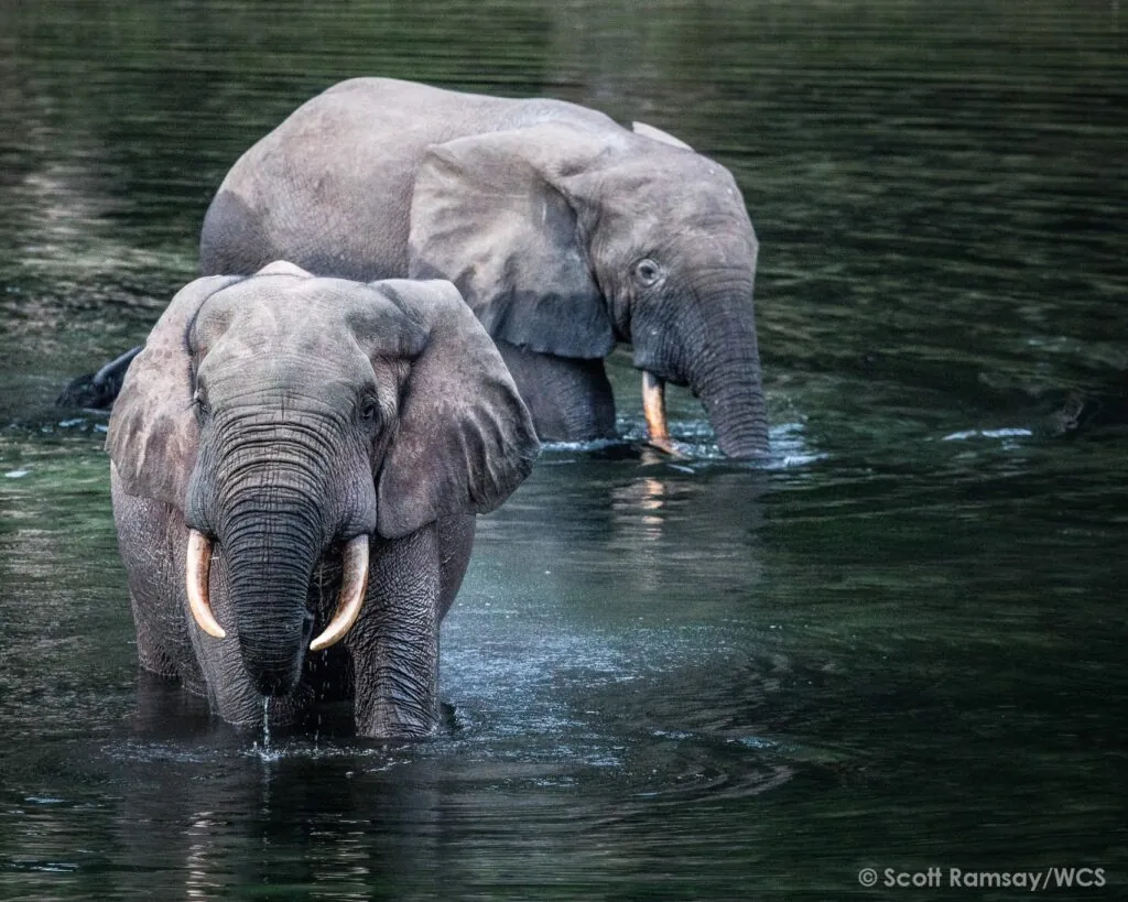 Croisière au Congo : explorer un des derniers mondes sauvages