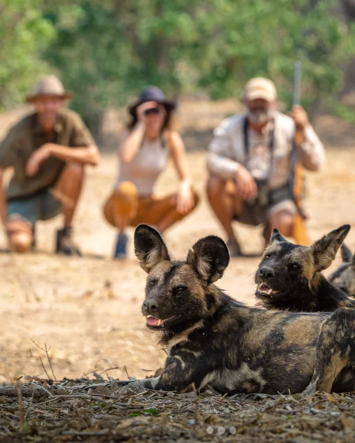 observation des lycaons à pied en safari à Mana Pools au ZImbabwe en voyage sur mesure avec continents Insolites