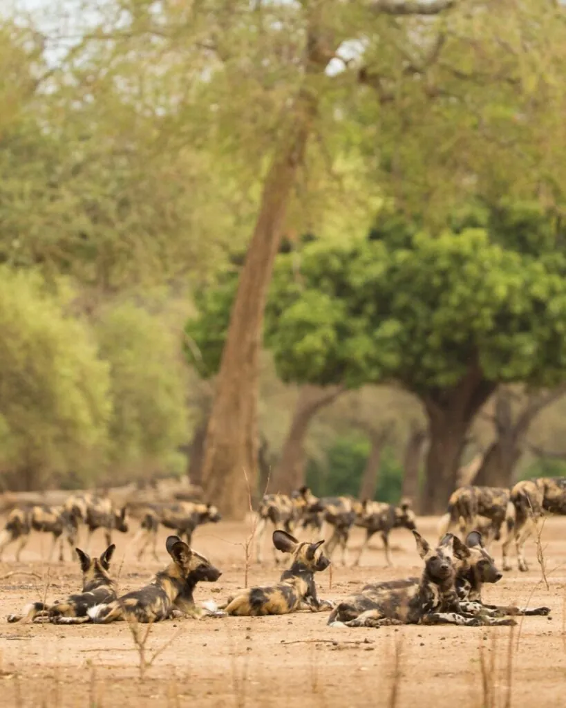 Cinq rencontres rares pour un safari d’exception