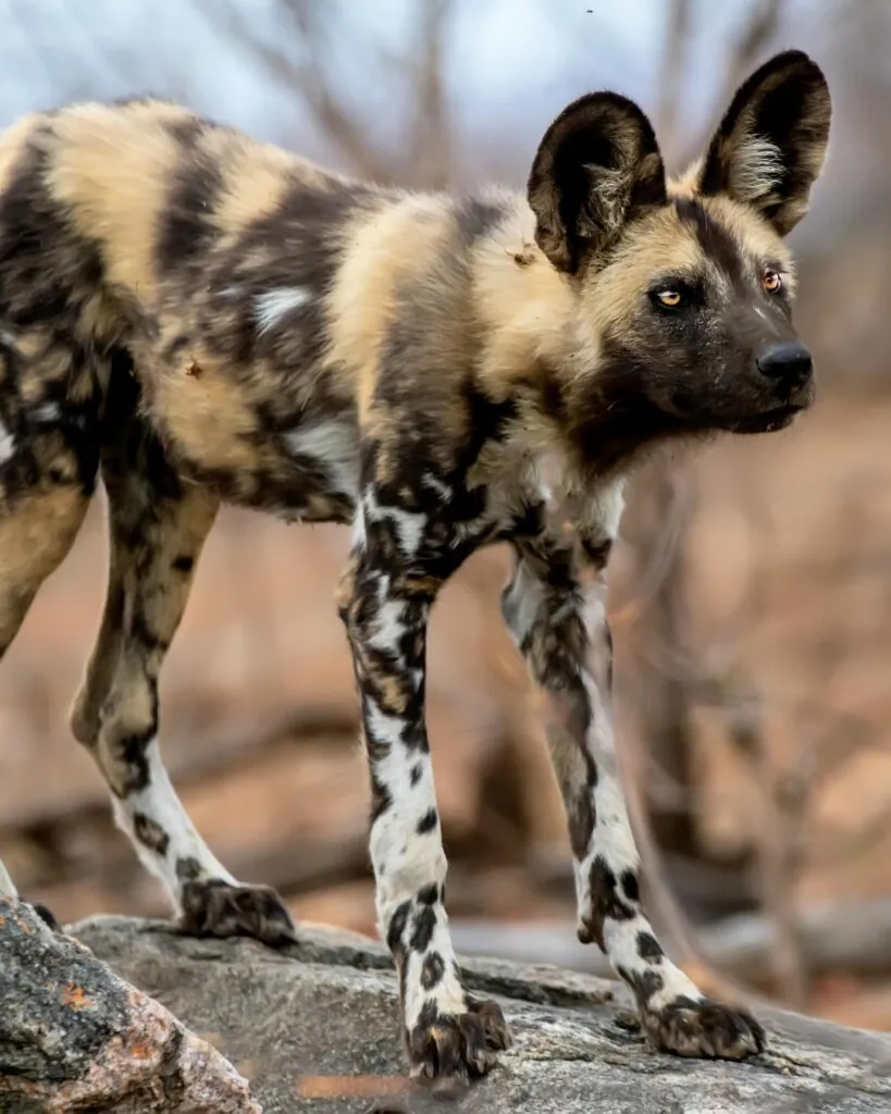 Cinq rencontres rares pour un safari d’exception