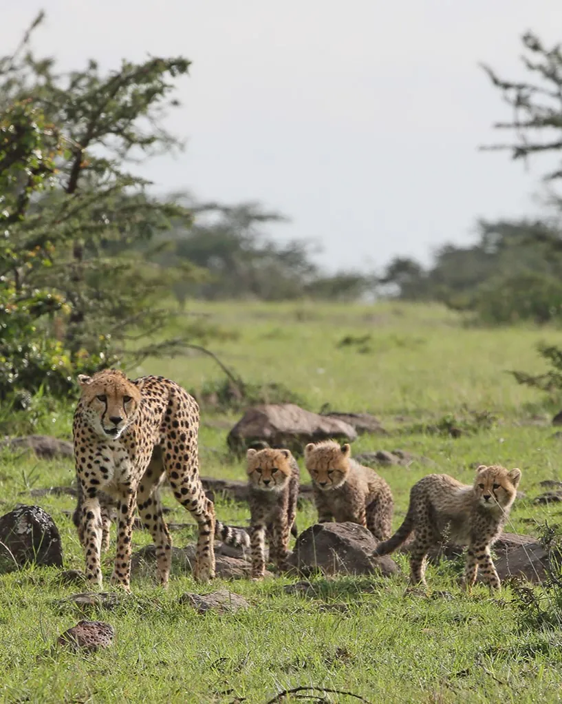 observation des guépards en safari dans le masai Mara au kenya en voyage sur mesure avec Continents insolites