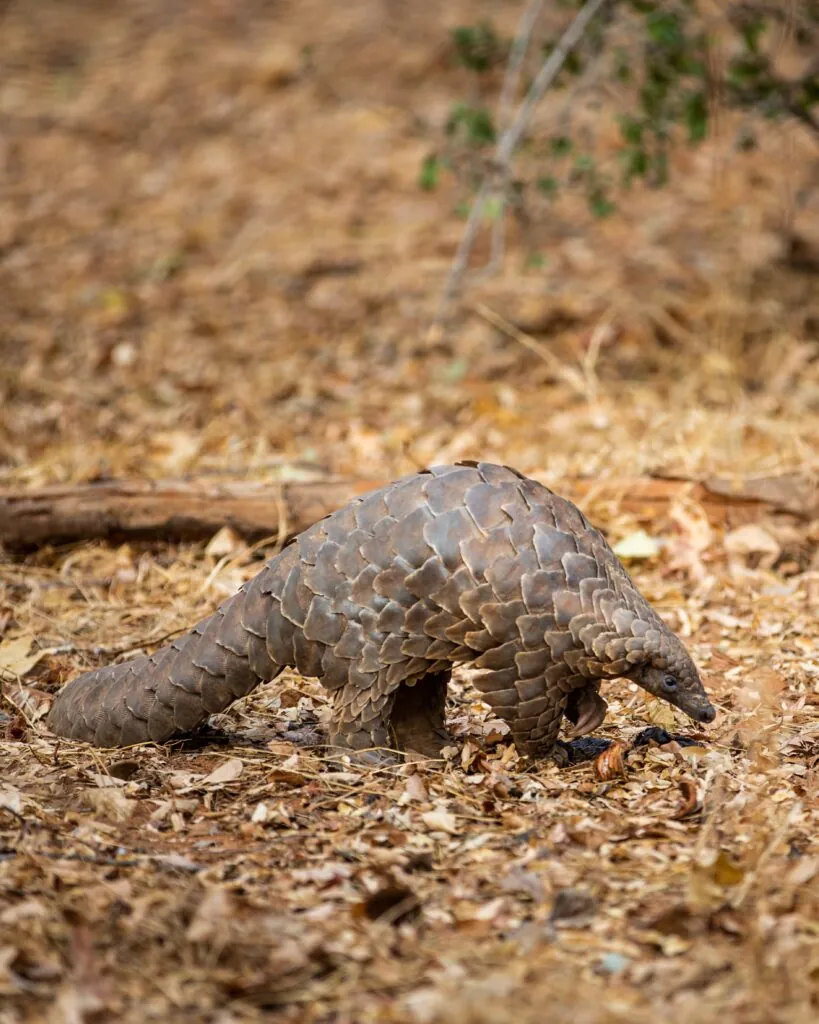 Cinq rencontres rares pour un safari d’exception