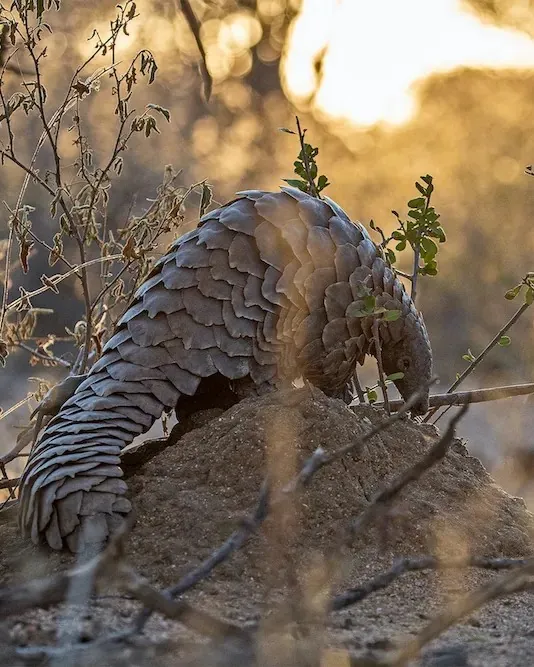 Observation du pangolin en safari à Okonjima lors d'un voyage sur mesure en Namibie avec Continents Insolites