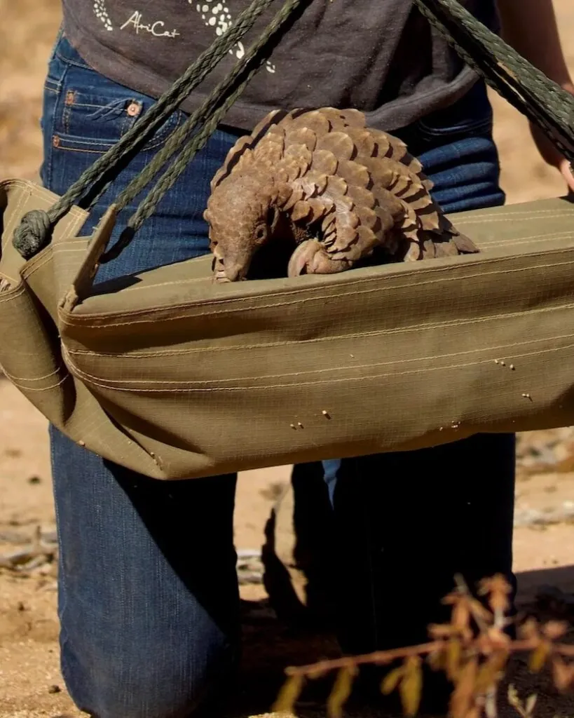 Cinq rencontres rares pour un safari d’exception