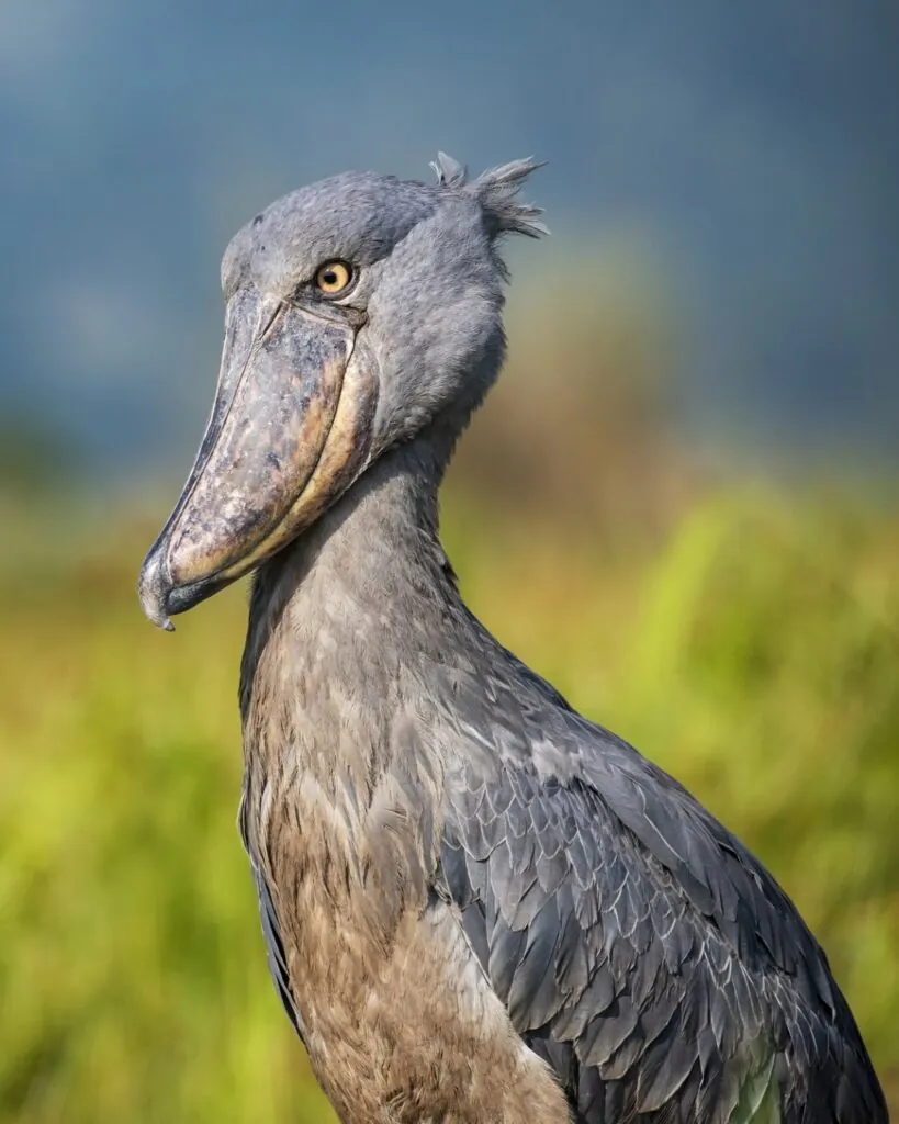 Cinq rencontres rares pour un safari d’exception