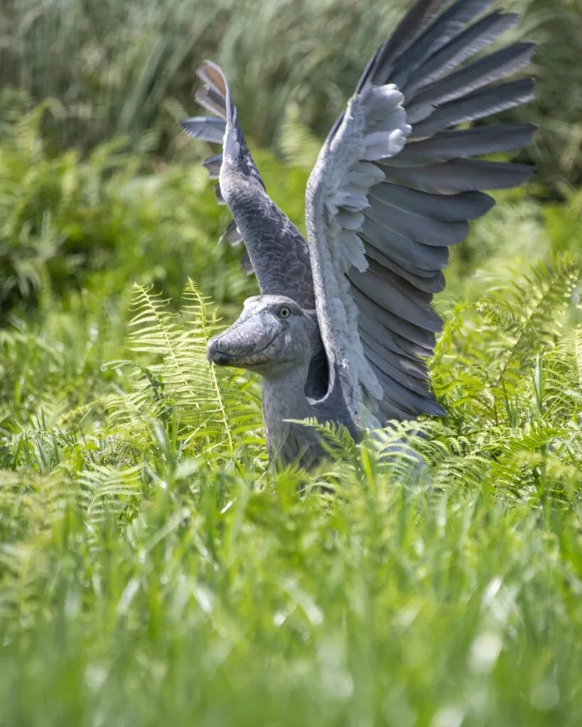 Cinq rencontres rares pour un safari d’exception