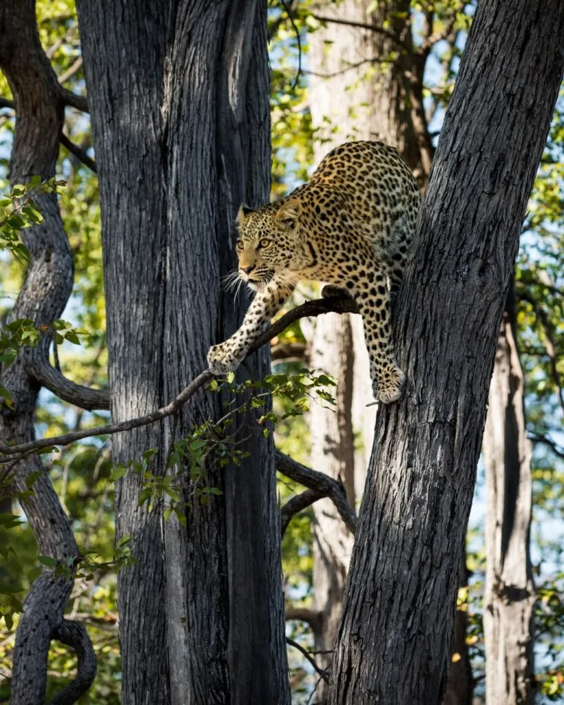 Cinq rencontres rares pour un safari d’exception