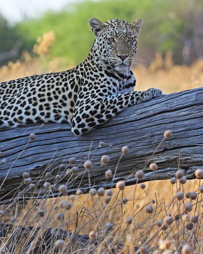 Cinq rencontres rares pour un safari d’exception