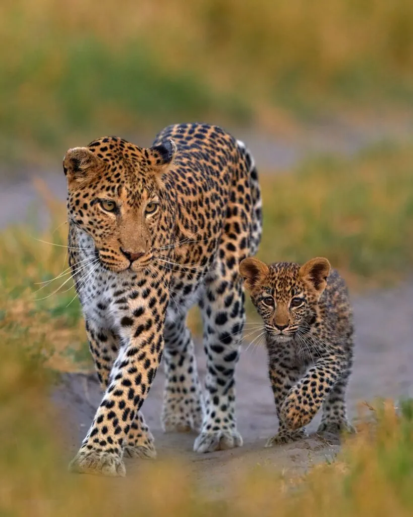 Cinq rencontres rares pour un safari d’exception