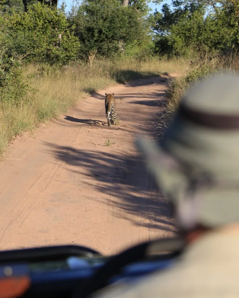 Cinq rencontres rares pour un safari d’exception