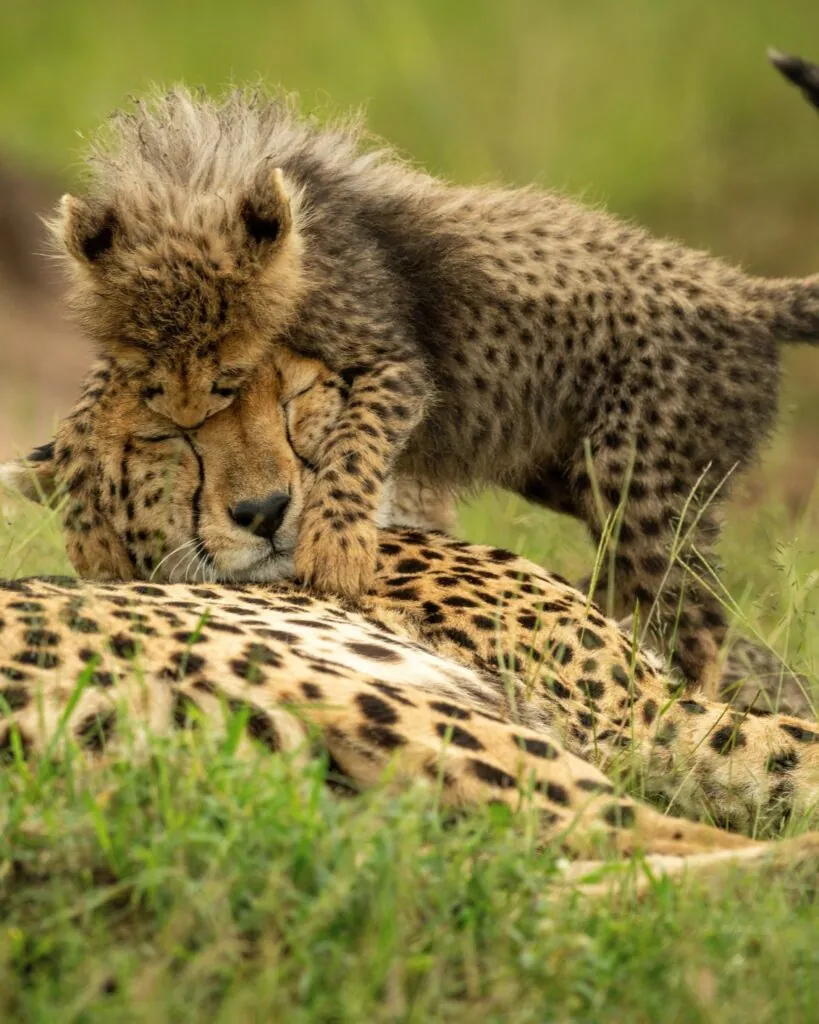 Cinq rencontres rares pour un safari d’exception