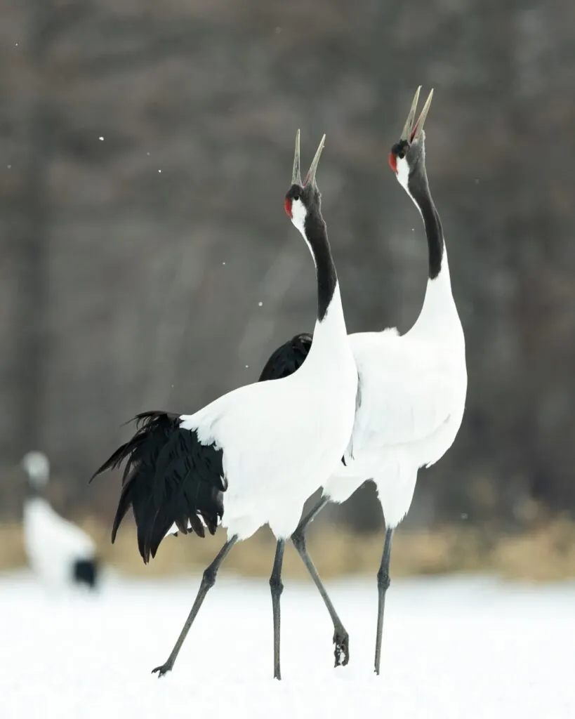 Hokkaidō : le Nord du Japon autrement