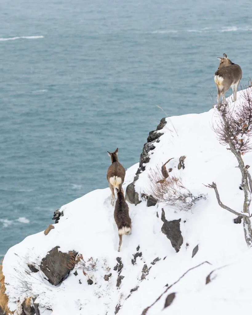Hokkaidō : le Nord du Japon autrement