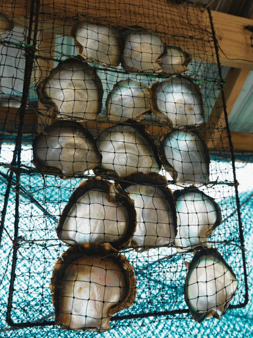 Raiatea : L’île-mémoire