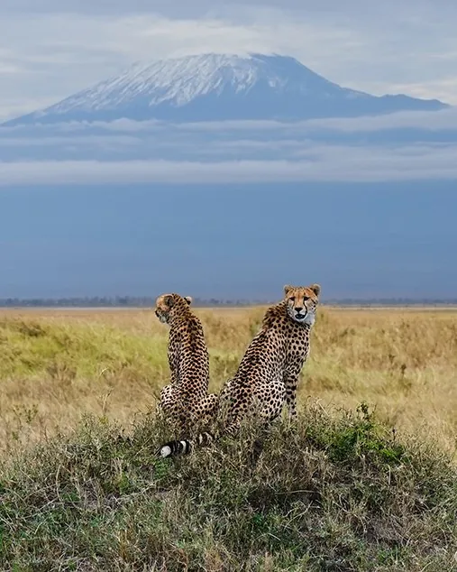 continentsinso-69459c82c490d-guepards-kenya