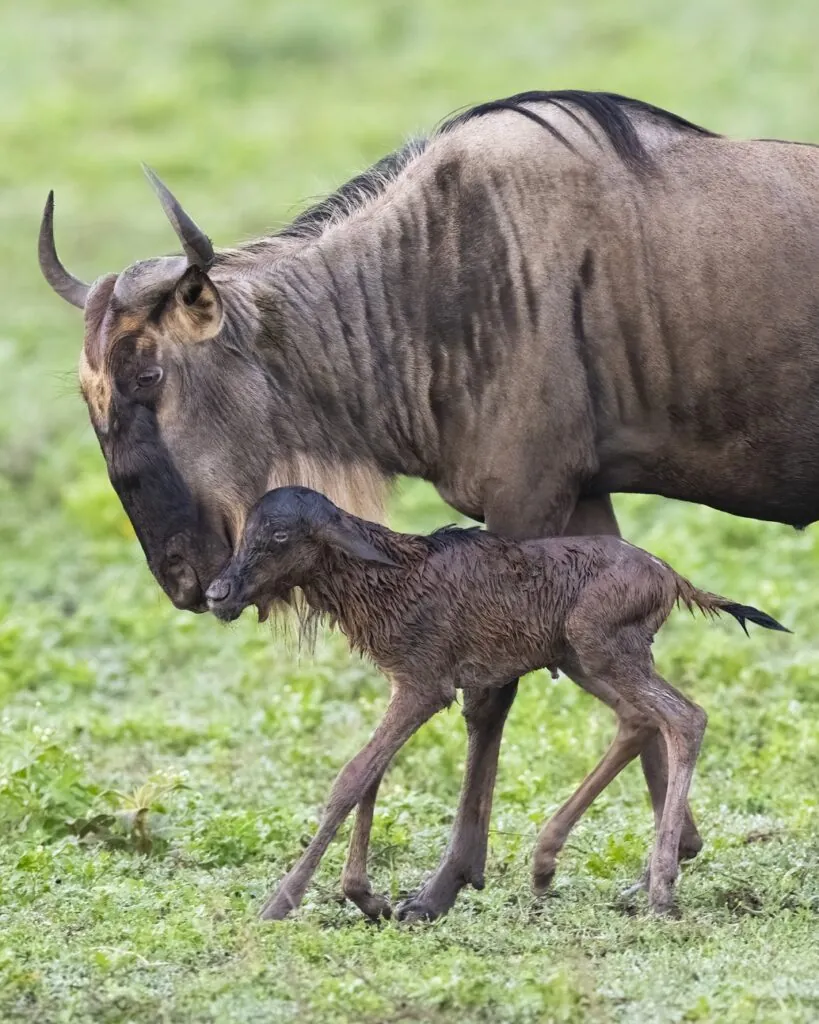 Quand partir en safari