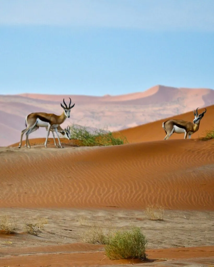 Quand partir en safari