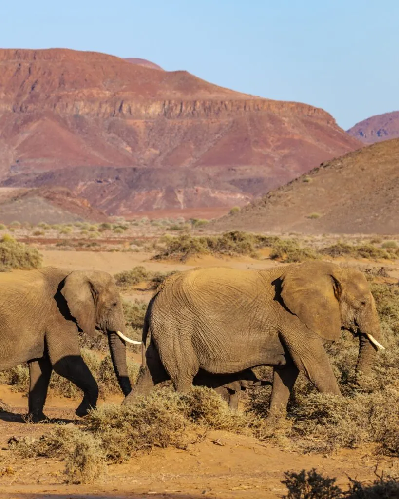 Quand partir en safari