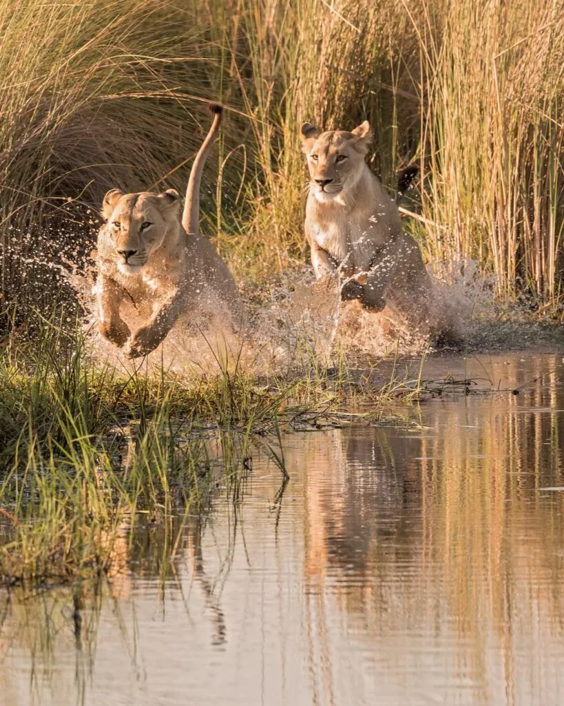 Quand partir en safari