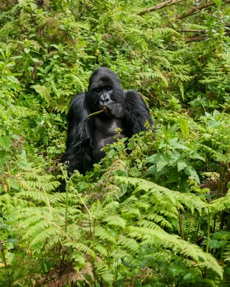 continentsinso-6945bf6ace12f-iStock-1464764464