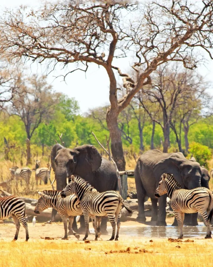 Quand partir en safari