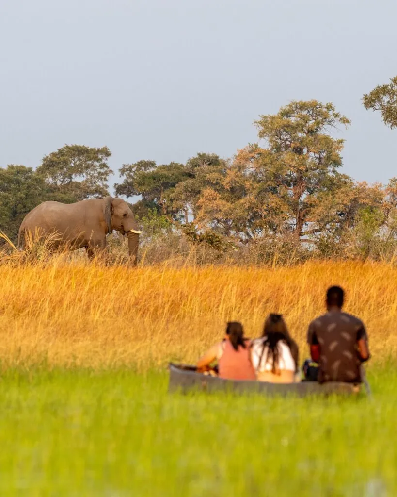 Quand partir en safari