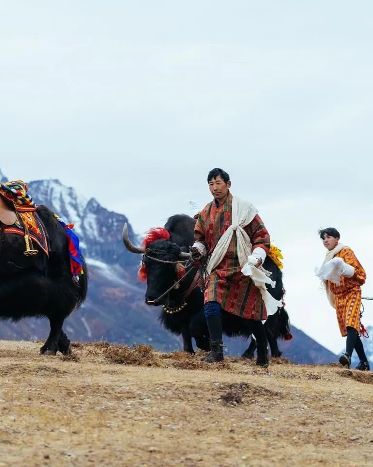 Yaks et éléveurs dans la montagne au au Naadam Festival en Mongolie