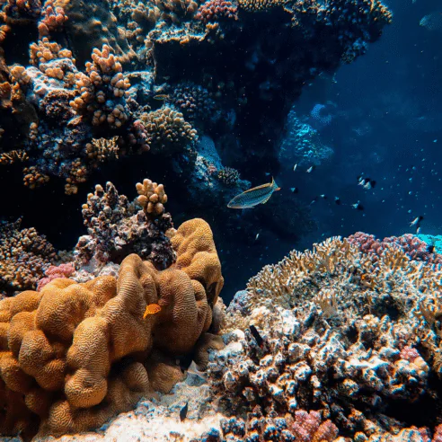 Visite guidée du musée Savitsky