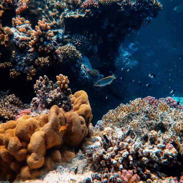 Visite guidée du musée Savitsky