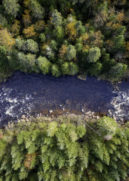 Aerial View of Boreal Forest Nature in Autumn Season, Quebec, Canada