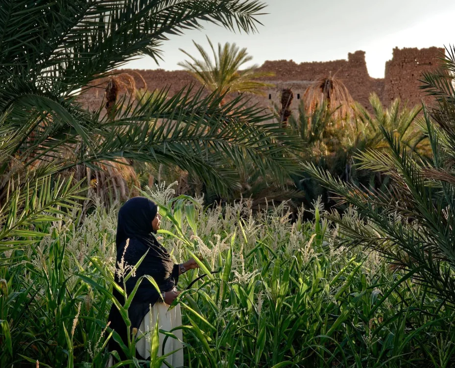 continentsinso-698606632c104-Capture d'écran 2026-02-06 161838