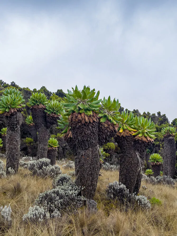 Shira – Lava Tower – Barranco