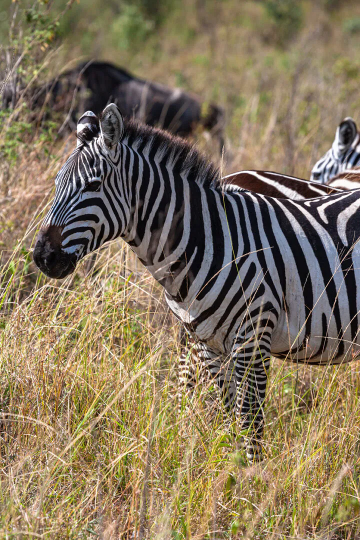 Lac Manyara – première immersion