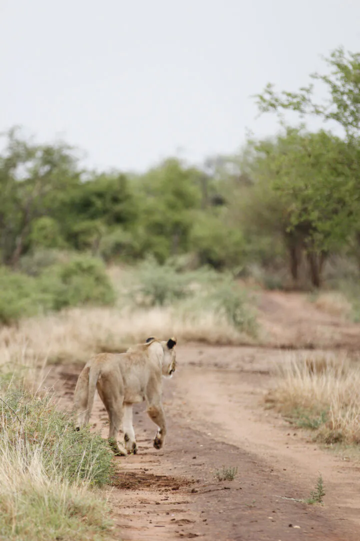 Madikwe Game Reserve – dernier safari