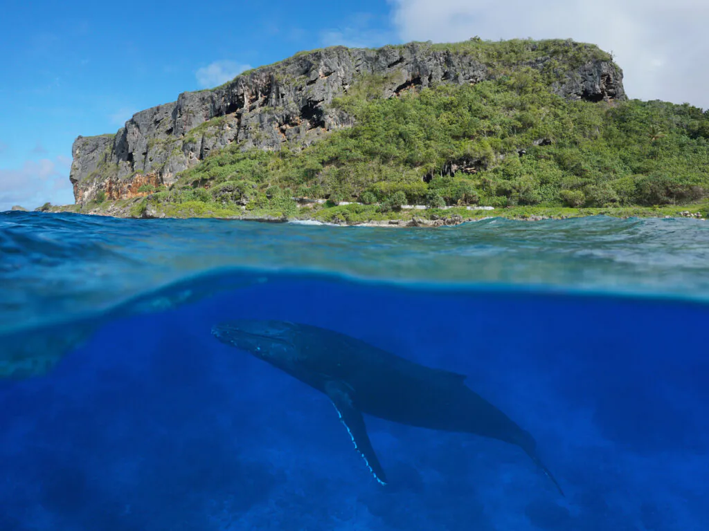 5 bonnes raisons de voyager aux Îles Australes