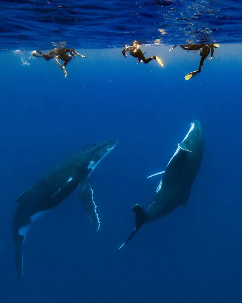 5 bonnes raisons de voyager aux Îles Australes