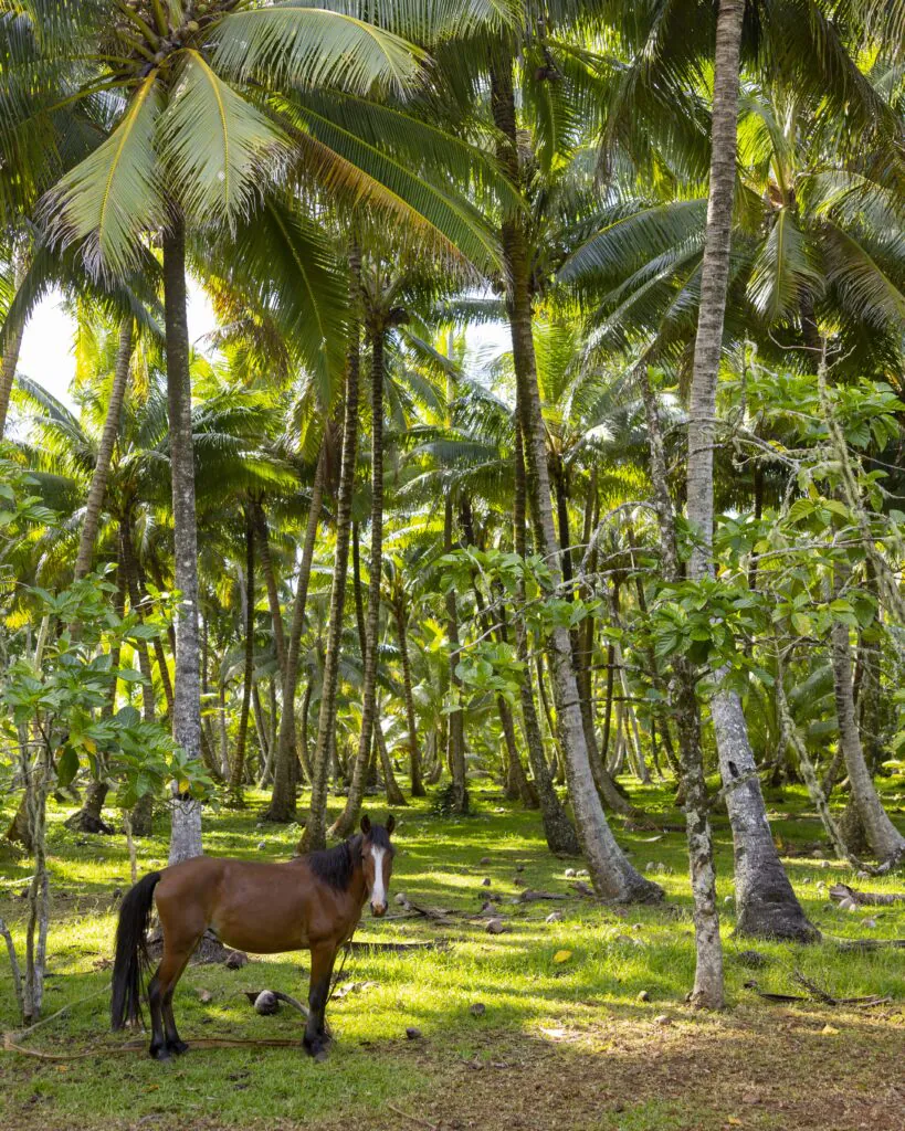 5 bonnes raisons de voyager aux Îles Australes