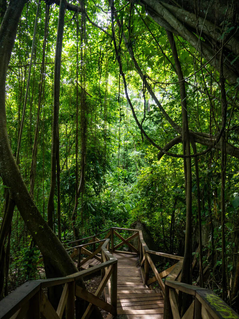 Tayrona – La jungle au réveil