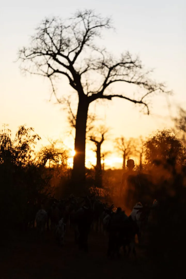 Anjabetrongo - Les baobabs sacrés