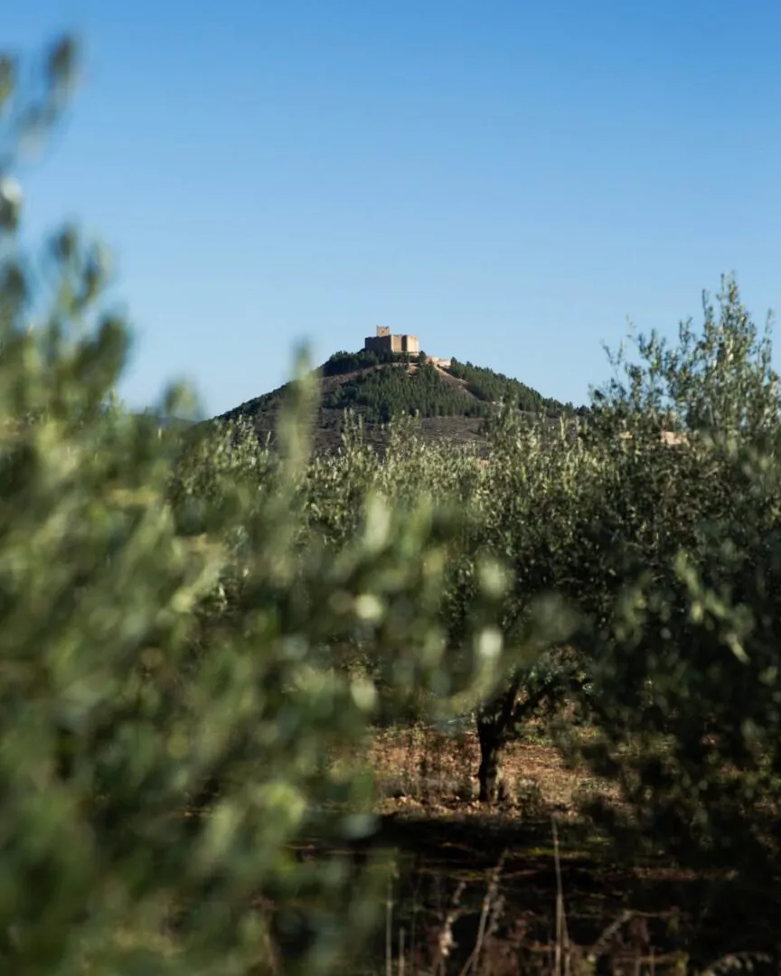 Briones - Entre vignes, oliviers et grandes tables