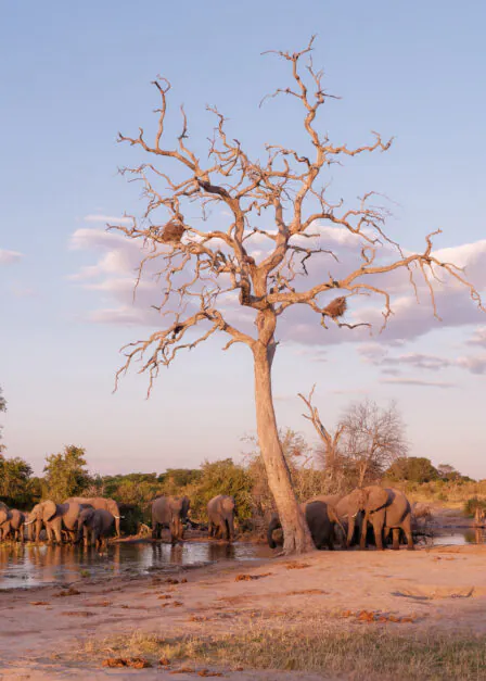 Zimbabwe Hwange National Park
