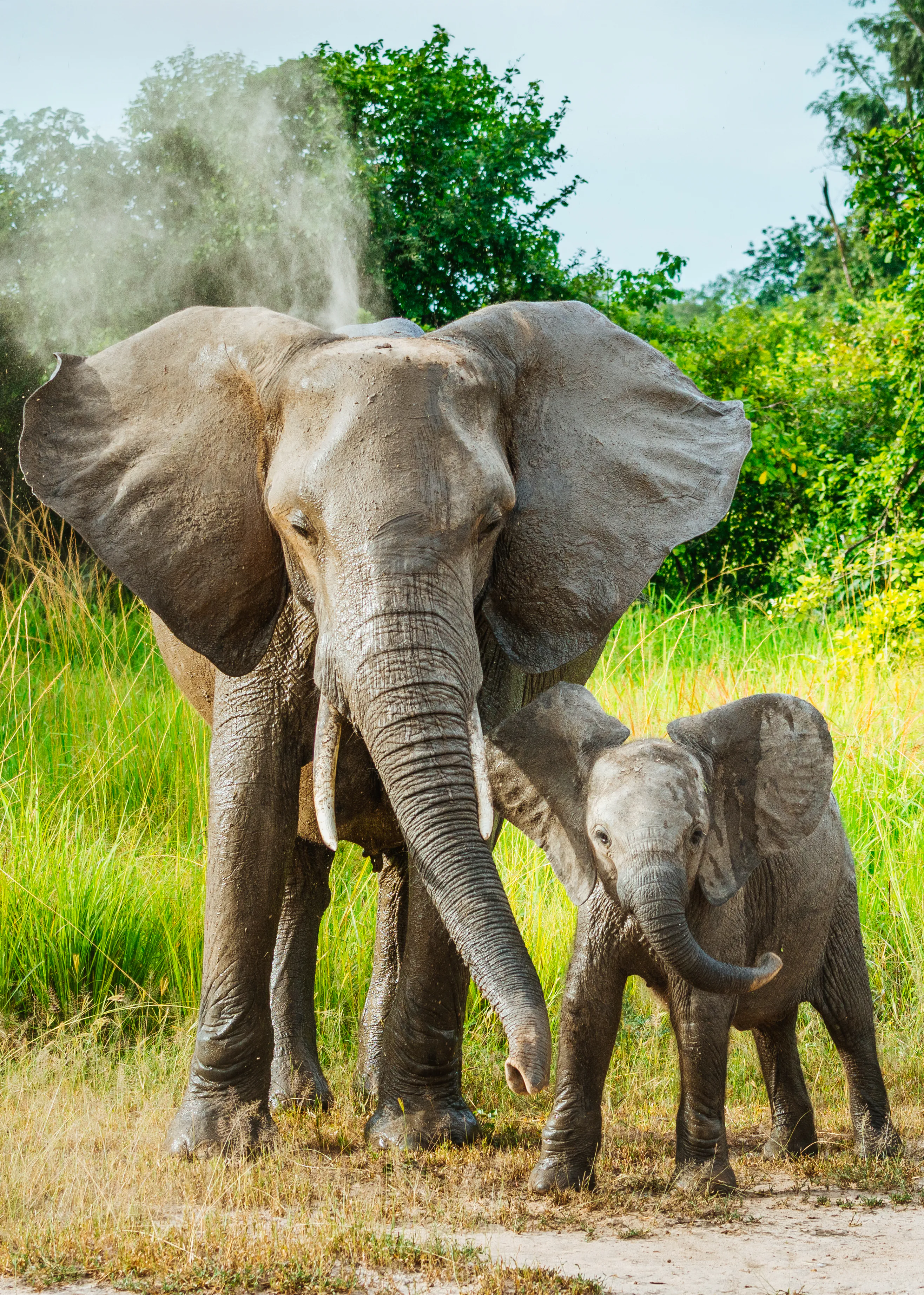 éléphant traversant le Zambèze