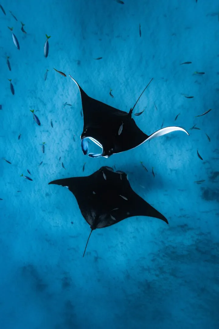 Coral Bay - Nager dans le sillage des raies manta
