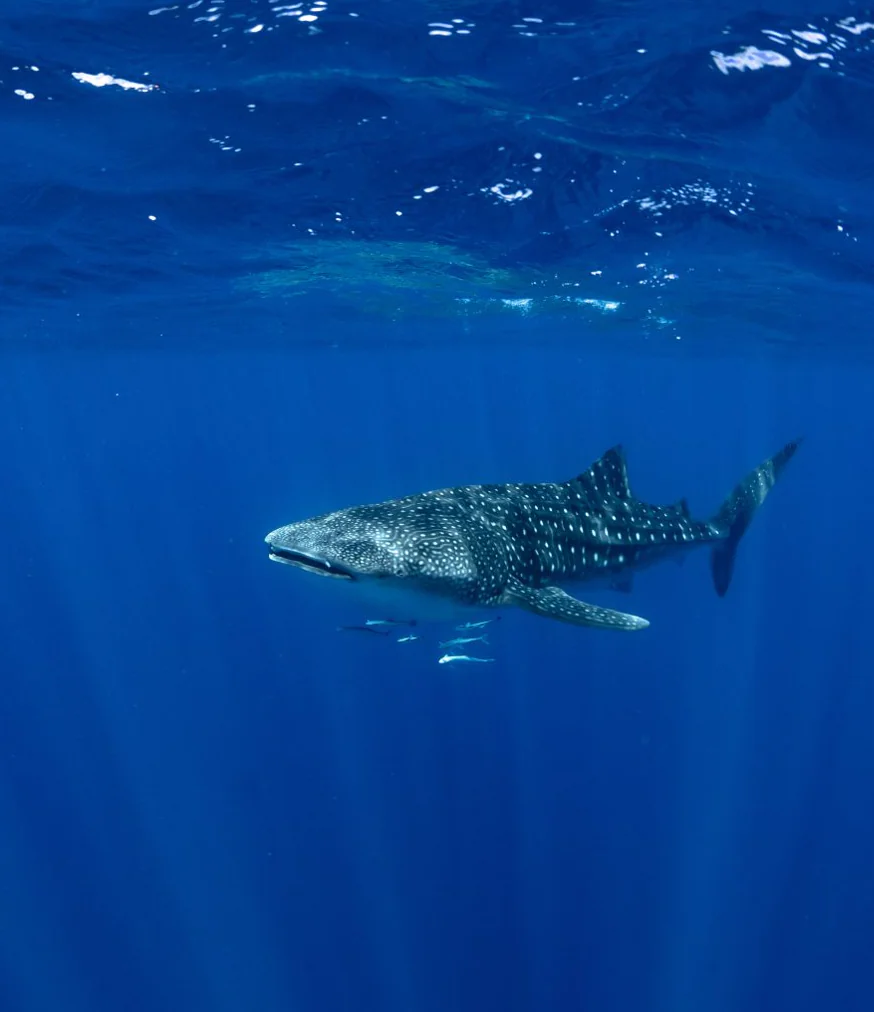 Exmouth - Face au requin-baleine