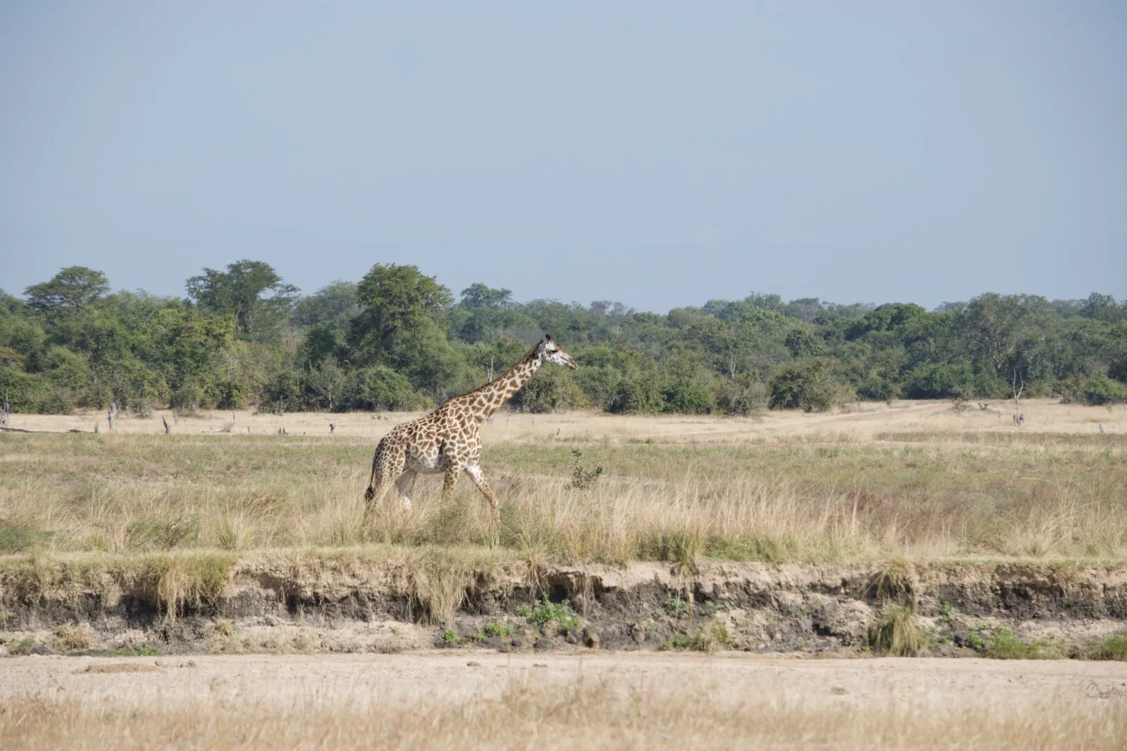 Safari à pied : immersion au rythme de la brousse