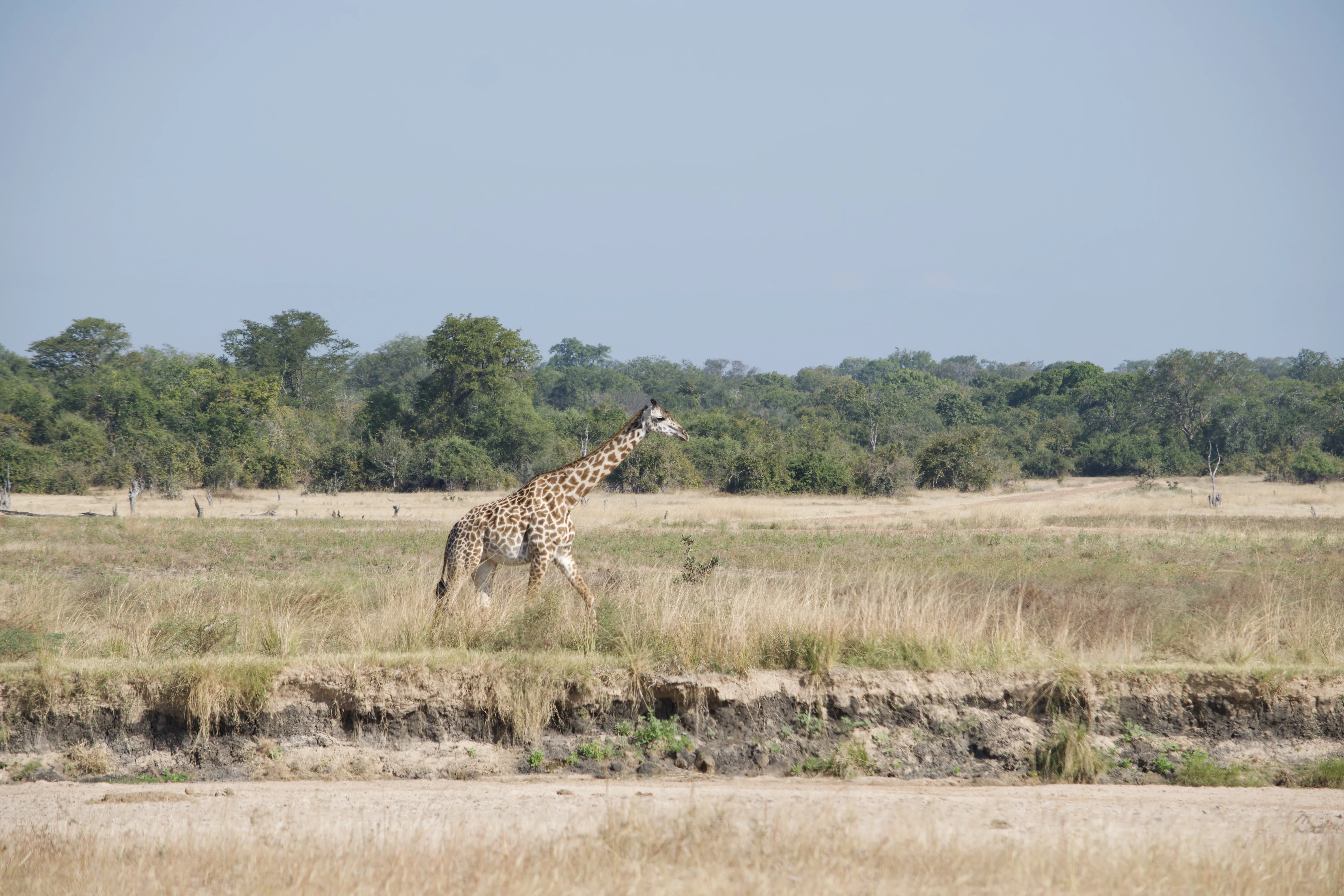 Au cœur du South Luangwa, berceau du safari à pied en Afrique, s’ouvre une expérience rare où l’on abandonne le véhicule pour renouer avec l’essence même de la nature sauvage.