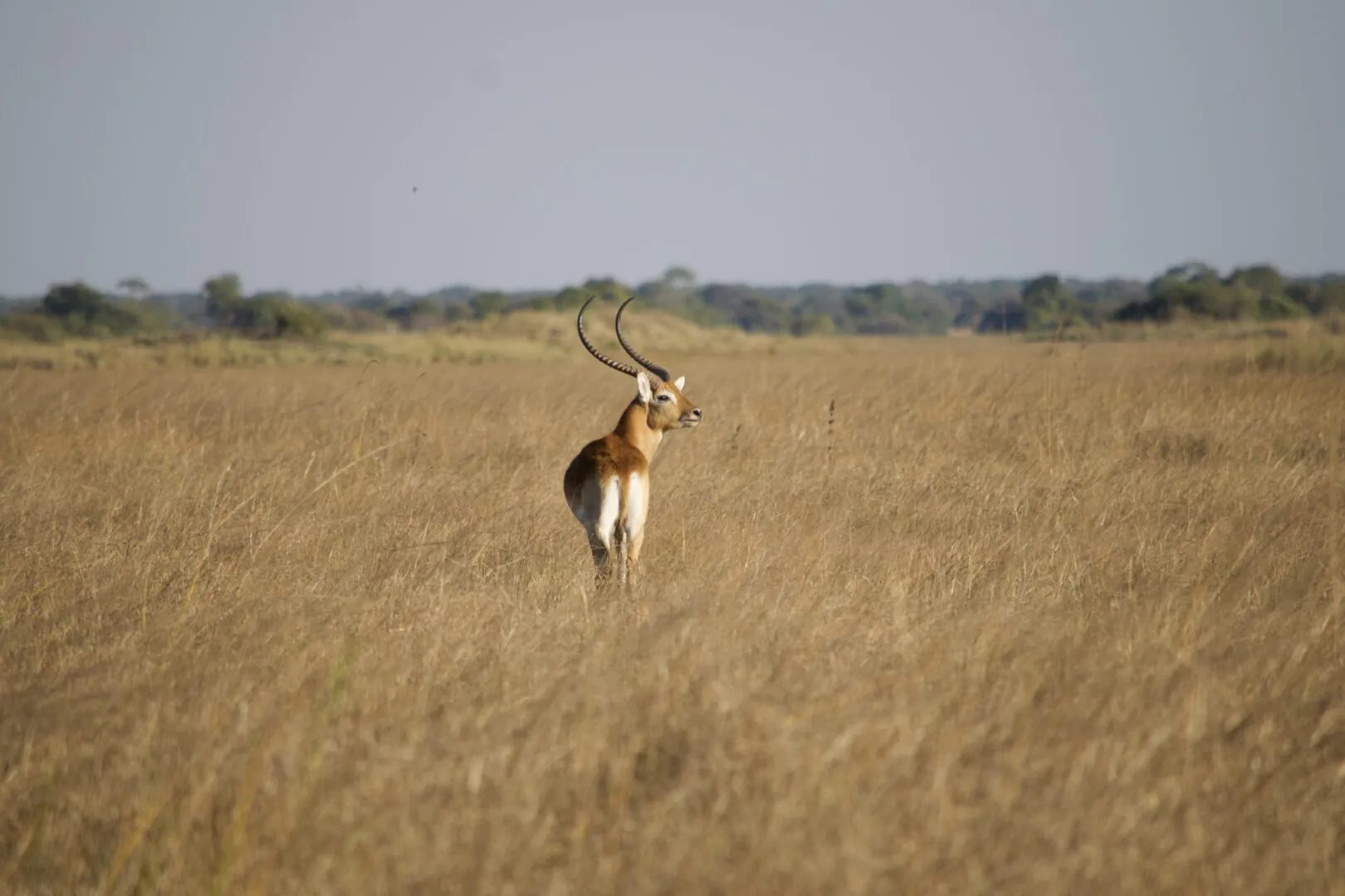 À la recherche du bec-en-sabot et du lechwe noir